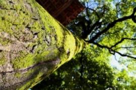 Retirada irregular de rvores pode ser penalizada com multa