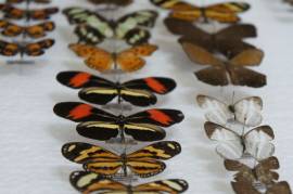 Pesquisador estuda espcies de borboletas no Parque da Serra de Itabaiana