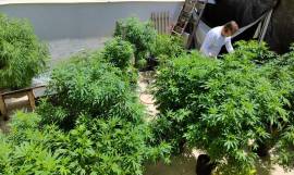 Anvisa probe importao de cannabis in natura e partes da planta