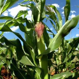 Pesquisadores desenvolvem tecnologia para aprimorar o sistema de produo de milho