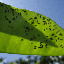 Citricultores em Boquim discutiro combate  mosca negra